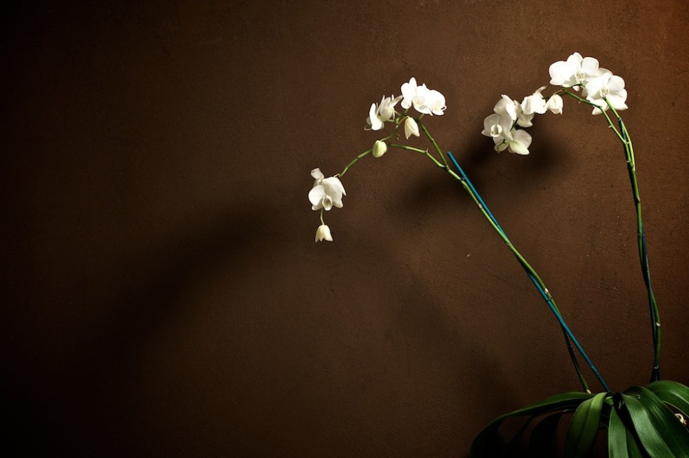 parete con intonachino in argilla color cioccolato